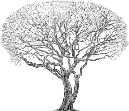 Outline drawing of silhouette old single deciduous bare tree in cold season