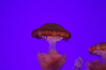 Jellyfish