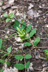 Astragalus glycyphyllos with 