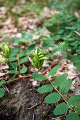 Astragalus glycyphyllos with 