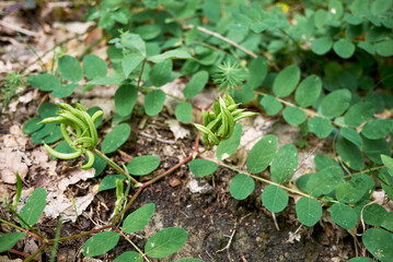 Astragalus glycyphyllos with 