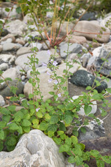 Clinopodium nepeta