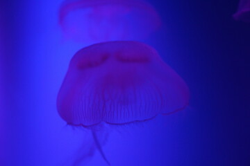 Jellyfish
