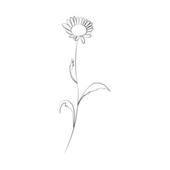 Chamomile flower, line drawing. Daisy wildflowers, outline floral design elements isolated on white background.