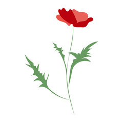 Poppy flower, line drawing. Wildflowers, outline floral design elements isolated on white background,