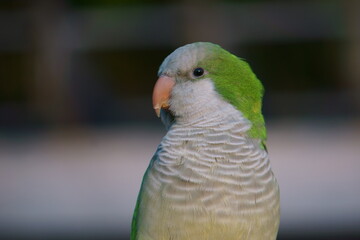 green winged macaw