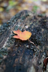 autumn leaves on the ground