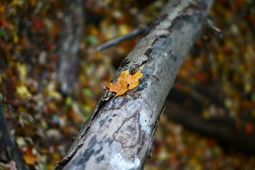 tree in autumn