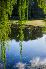 Beautiful lake in the city park in the autumn season