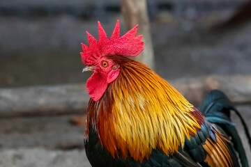 rooster in the garden