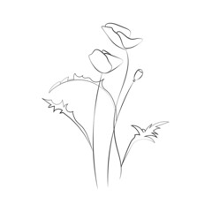 Poppy flower, line drawing. Wildflowers, outline floral design elements isolated on white background,