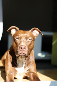 Closeup Of An American Pit Bull Terrier Squinting Its Eyes In The Sun