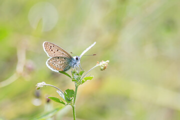 Argus butterfly in the meadow focus on foreground blur background