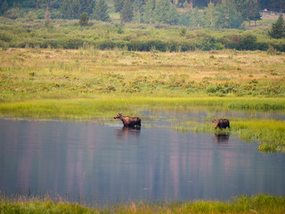 Obraz na płótnie Canvas Mama moose and baby feeding in the water with pretty reflection. Magical scene