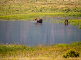 Obraz na płótnie Canvas Moose and baby feeding in the water.