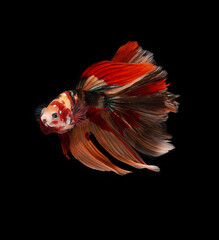 A betta fish is a small, freshwater fish that is brightly colored,
has long fins and is sometimes called a Siamese fighting fish.
This is one of kind betta fish called Nemo Halfmoon Betta Fish.