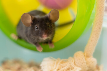 Close-up of a gray mouse on a plastic wheel