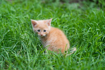 Naklejka na ściany i meble A red-haired little kitten stands on the green grass and looks directly into the camera