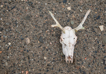 Animal skull on the ground