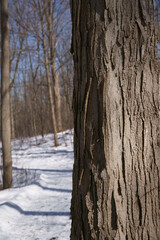 Fototapeta premium Nature