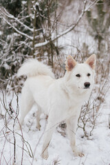 Cute dog in snowy winter park. Adorable white dog standing on snow at trees in forest. Winter time in countryside. Hiking with pet