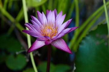 Purple lotus flower. Macro photography of beautiful purple flower blooming on blue background....