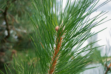 Evergreen background, fresh summer Pine needles. Green leaves background.Texture of Pine branch. Conifer cedar thuja leaf green texture. fresh green christmas leaves, branches of Pine trees