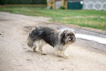 A cute lost dog walking along the countryside road