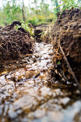 River in the forest, mountain, río en el bosque, montaña