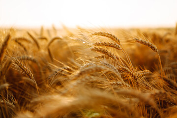 Golden field of ripe wheat ears. Growth nature harvest. Agriculture farm.