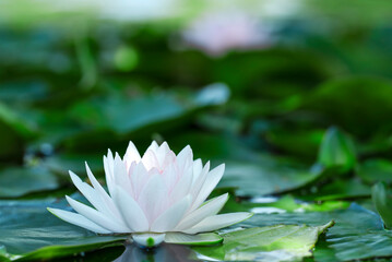 White water lily flower in the green lake 