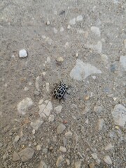 scarab
