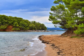beach with palm trees