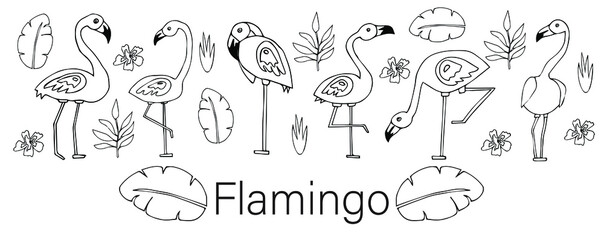 Drawn flamingo. Flamingo text. Hand drawn vector stock illustration. Black and white whiteboard drawing.