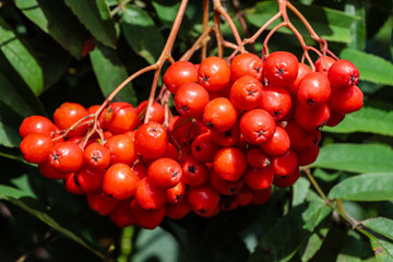 Bunches of rowan berries in autumn