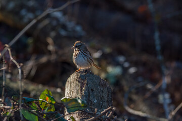 Savannah sparrow closeup