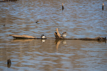 Male and female hooded merganser ducks