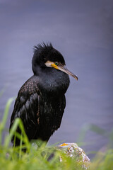 Kormoran