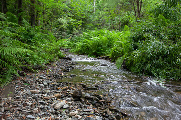 Forest stream in the Siberian taiga. A picturesque green landscape with a clear mountain stream among lush vegetation and thickets in the forest. A river among ferns.