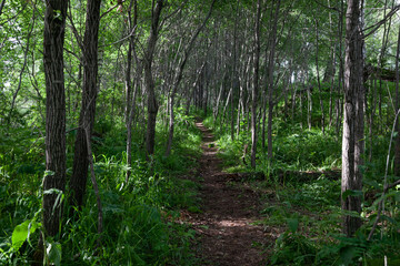 Obraz premium narrow path between trees. The trail goes through the forest.