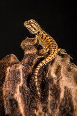 bnaby bearded dragon perched on branch