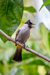 The sooty-headed bulbul (Pycnonotus aurigaster) is a species of songbird in the Bulbul family,