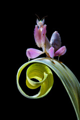 Hymenopus coronatus  or orchid mantis is a mantis from the tropical forests of Southeast Asia