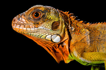 close up of super red iguana