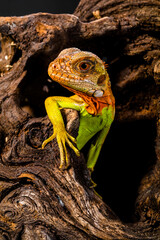 super red iguana on the tree
