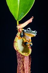 the wallace flying frog perched on nephengtes flowers