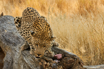 Close-up of a leopard eating meat in Namibian Savanna, Southern Africa (Panthera pardus)