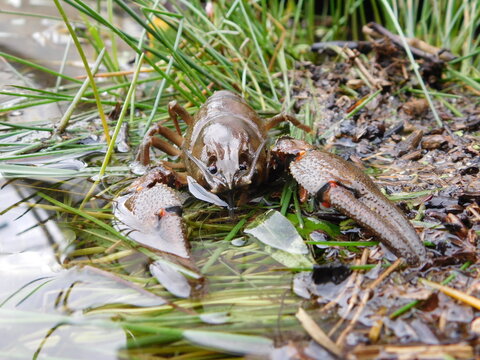 Astacus astacus, the European crayfish, noble crayfish, or broad-fingered crayfish is the most common species of crayfish in Europe traditional food source  fresh water, living unpolluted streams