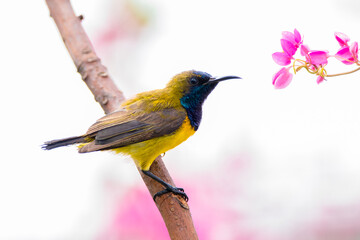 Olive-backed sunbird or Nectarinia jugularis