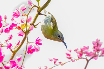 Olive-backed sunbird or Nectarinia jugularis